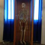 Uno scheletro umano conservato nella sezione dedicata all'anatomia